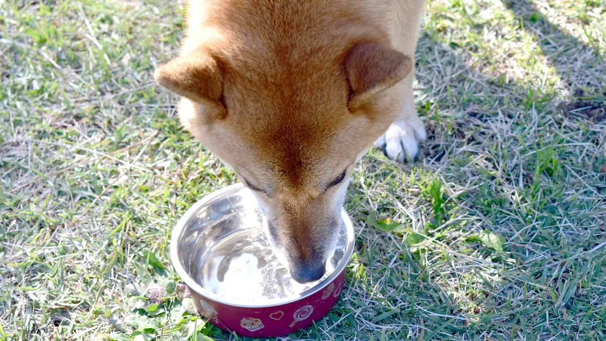 水を飲む犬