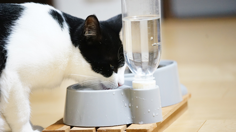 水を飲む猫