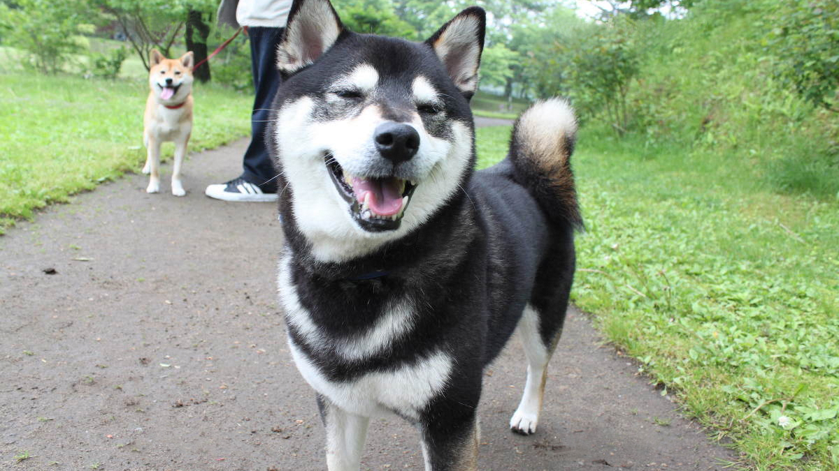 ペット　犬　散歩
