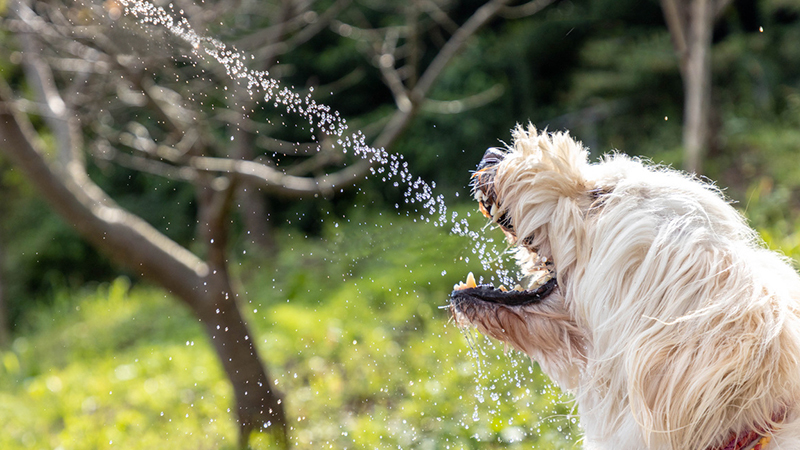 ペット 犬 水