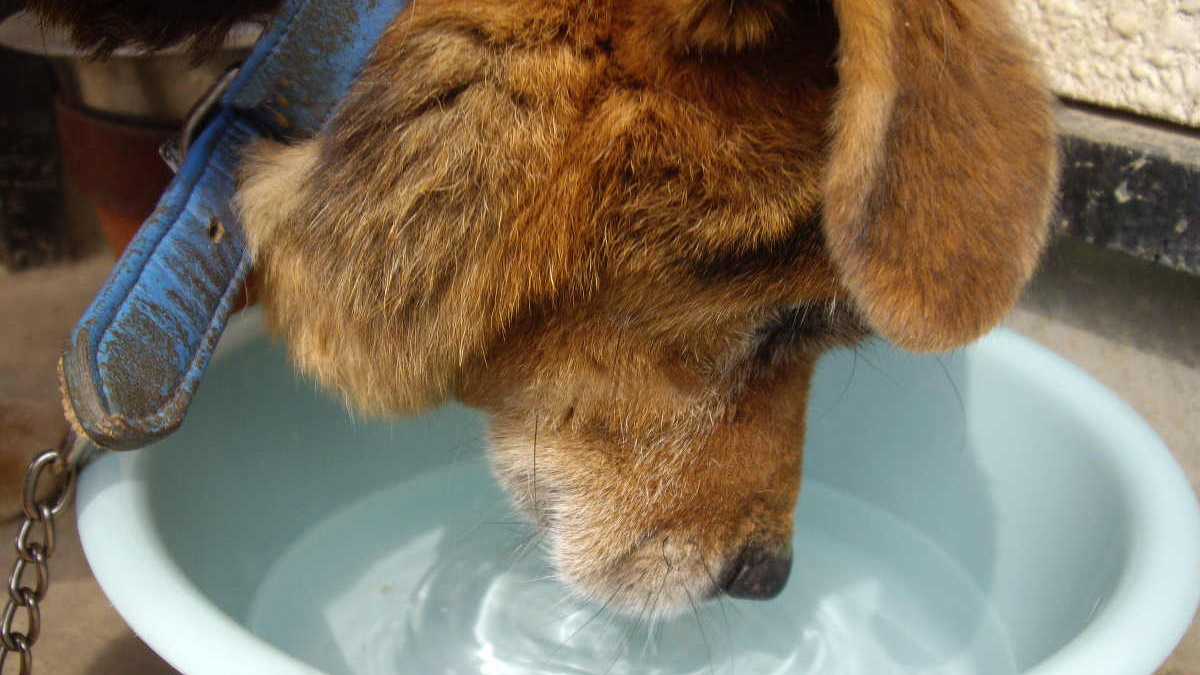 水を飲む犬