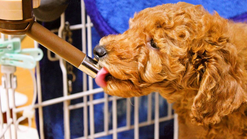 水を飲む犬